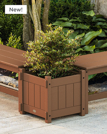 Plant in a planter